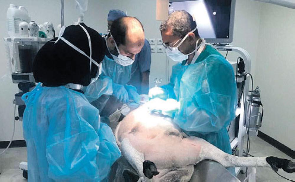 40 خبيرًا في مؤتمر المسالك بالخبر