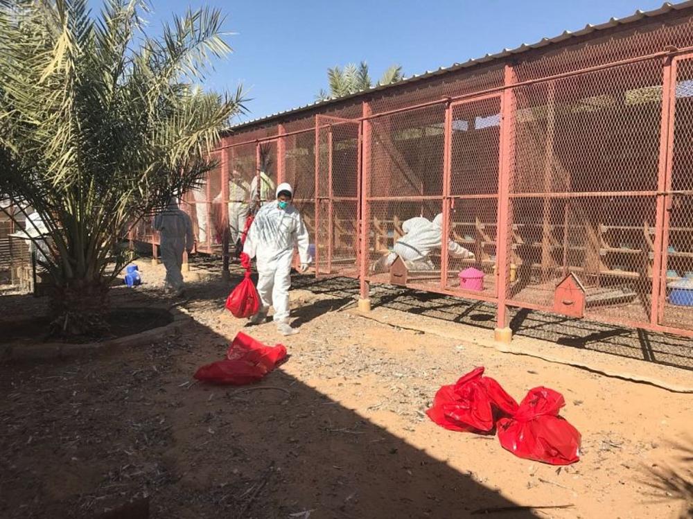 وزارة البيئة: لا إصابات جديدة بإنفلونزا الطيور