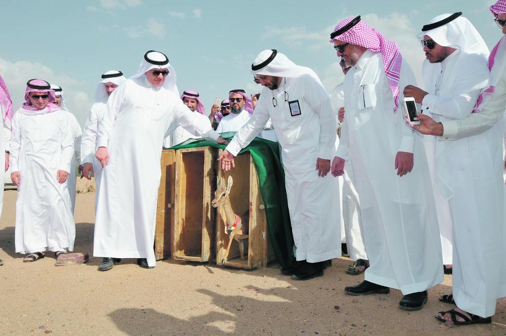 «البيئة» تطلق ظباء الادمي بمحمية محازة الصيد