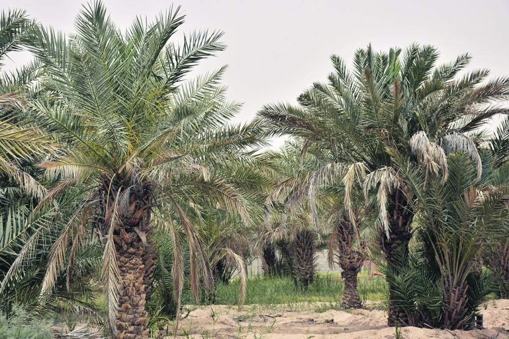 دعوة للإسراع برش النخيل فور انتهاء الغبار