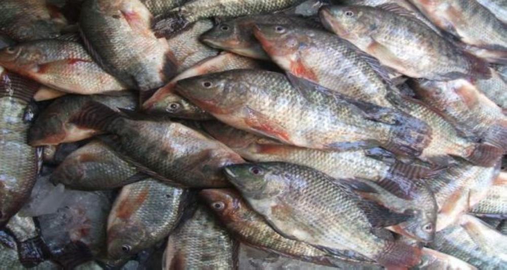 ضبط 600 كيلو أسماك فاسدة بالخبر