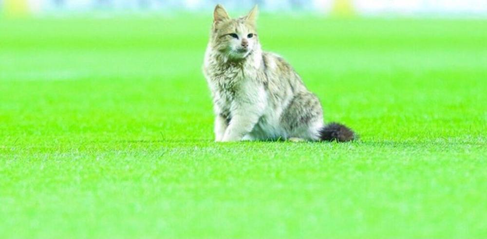 نادي فنزويلي يطرد اثنين من لاعبيه لتعذيب قطة