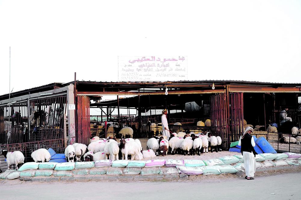 سوق الغنم بالثقبة.. المعاناة مستمرة