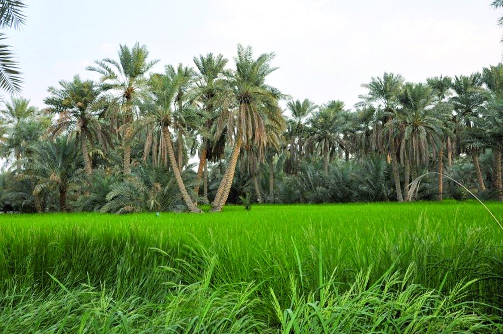 رسمياً .. اعتماد 'واحة الأحساء' موقعاً أثرياً عالمياً 
