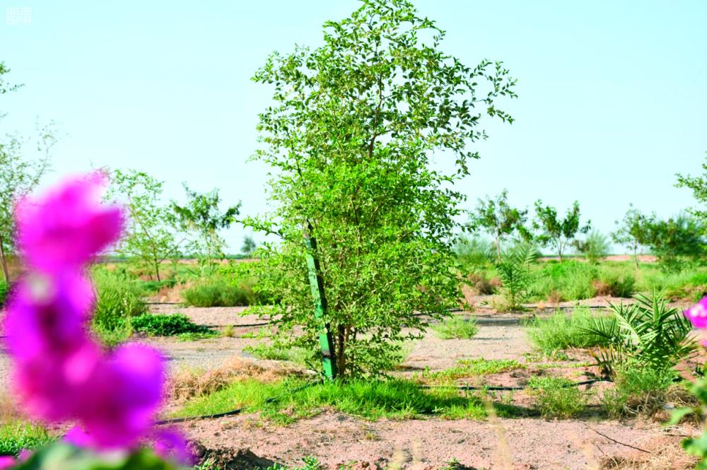 «الرس» تستكمل مشروع الغابة البرية