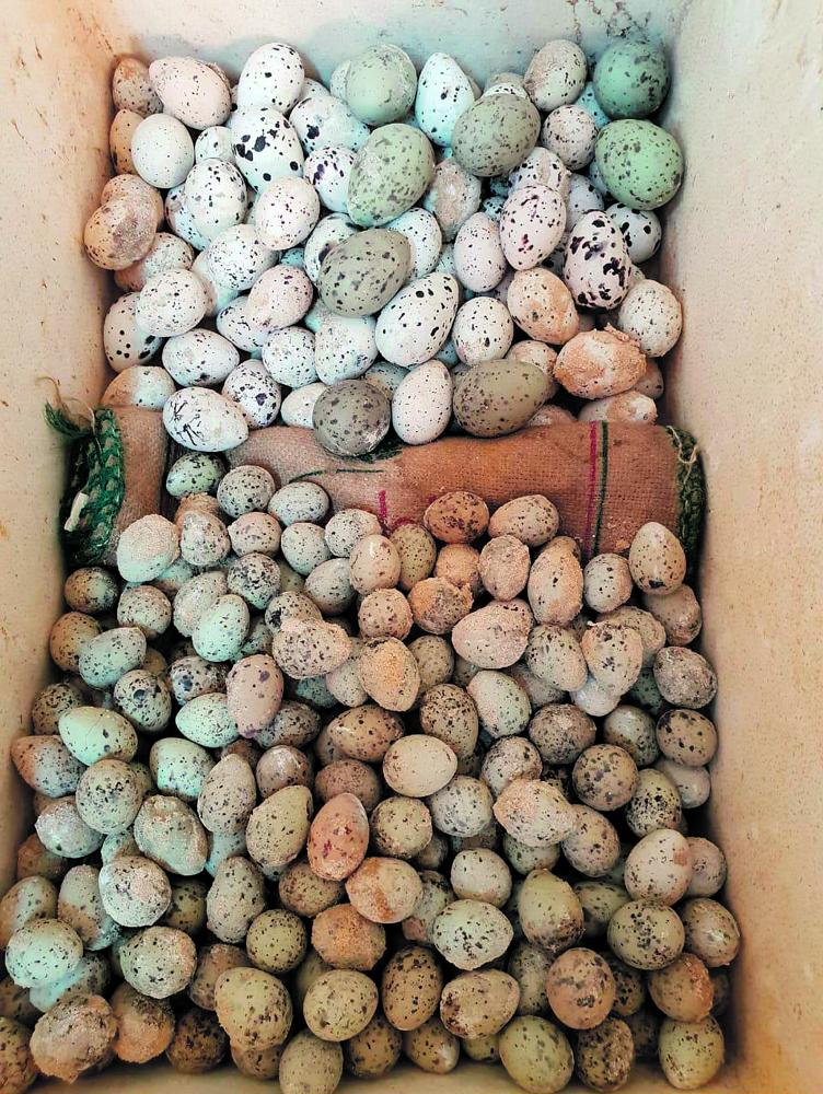 صياد يسطو على 248 بيضة لطيور «فرسان»