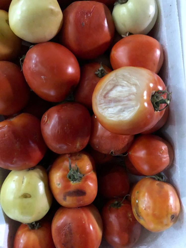 ضبط 2.8 طن طماطم فاسدة بتبوك 