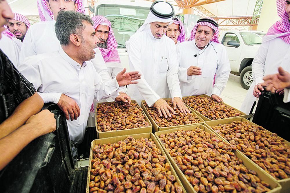 موسم تمور مميز بالأحساء.. والصرام في أغسطس