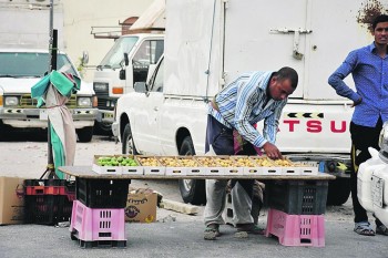 موسم تمور مميز بالأحساء.. والصرام في أغسطس