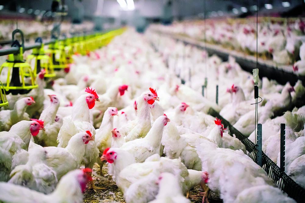 120 ألف دجاجة.. الإنتاج اليومي بالشرقية