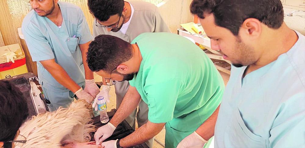 برامج تدريبية لرفع كفاءة البيطريين بالأحساء