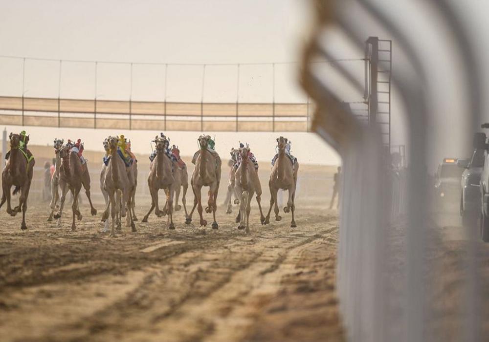 انطلاق مهرجان ولي العهد للهجن بالطائف