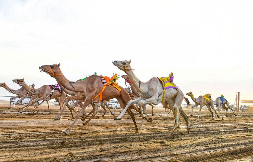 انطلاق مهرجان ولي العهد للهجن بالطائف