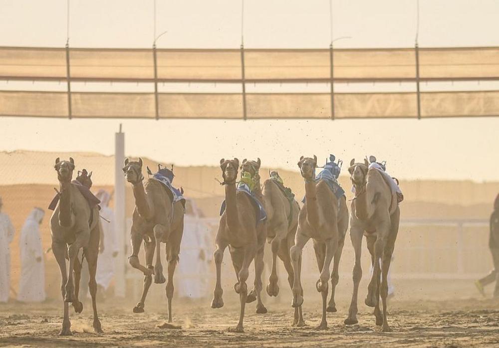 انطلاق مهرجان ولي العهد للهجن بالطائف