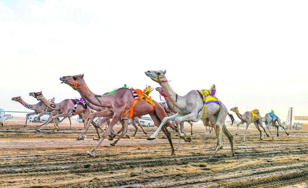 انطلاق مهرجان ولي العهد للهجن بالطائف