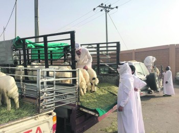 الأغنام الصومالية الممنوعة دوليا تخفض أسعار البلدي 20 %