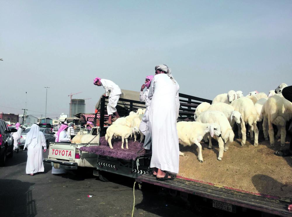 «موانئ»: 11 % ارتفاعًا في استيراد المواشي