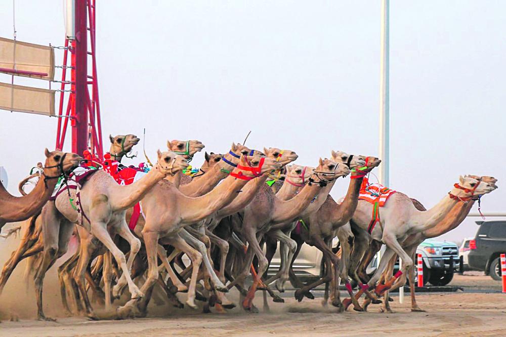 سرعات قياسية في مهرجان ولي العهد للهجن