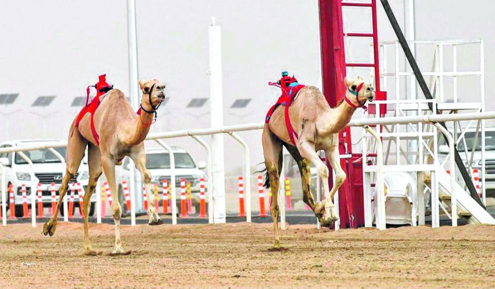 مهرجان ولي العهد للهجن يعاود منافساته