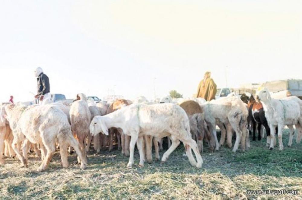 منع دخول الرعاة إلى المملكة لمدة 5 سنوات