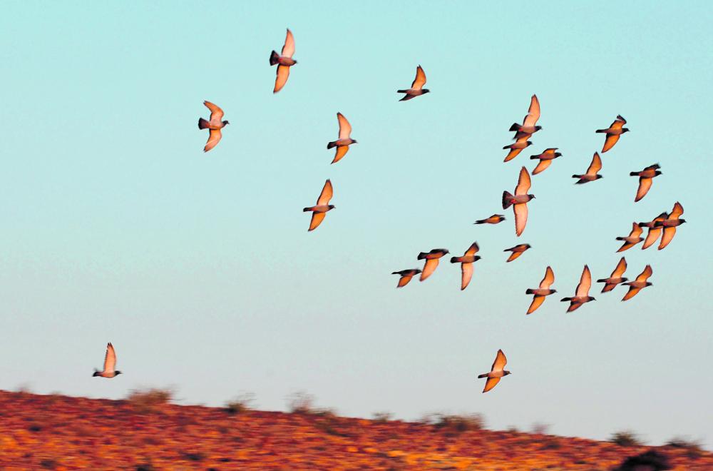 اصطياد جائر لـ 12 مليون طائر مهاجر بالمملكة سنويا