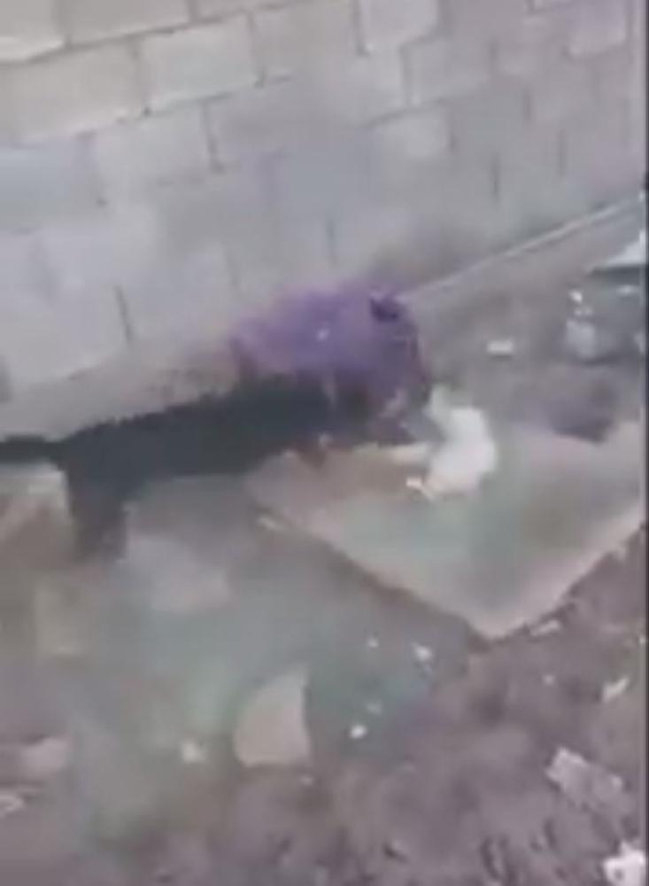 ضبط معذب القطط بالكلاب في المدينة المنورة