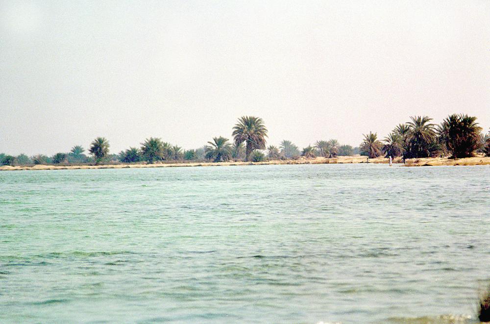 10 أنواع ثعابين سامة في مياه الخليج العربي