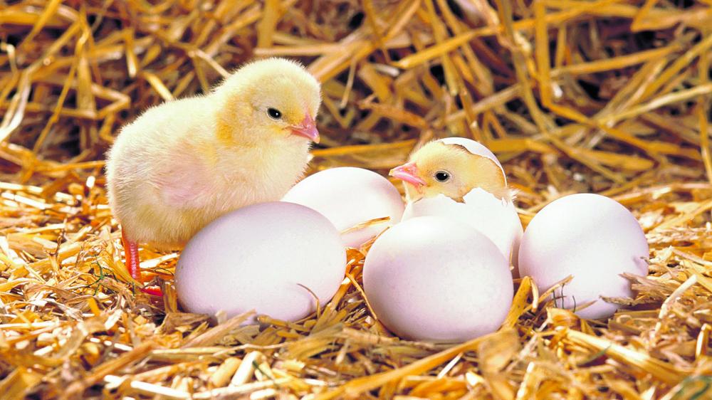 رفع حظر استيراد بيض التفقيس والصيصان من هولندا