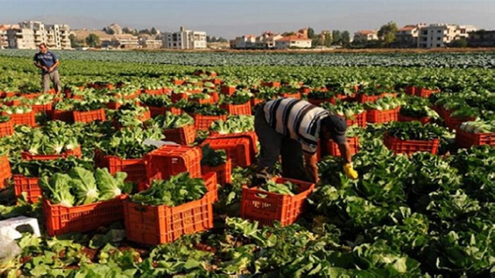 المملكة الأولى في استيراد الحاصلات المصرية