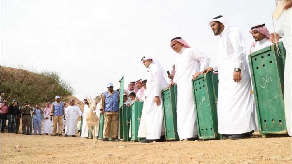 لأول مرة.. إطلاق ظباء الريم في متنزه حريملاء