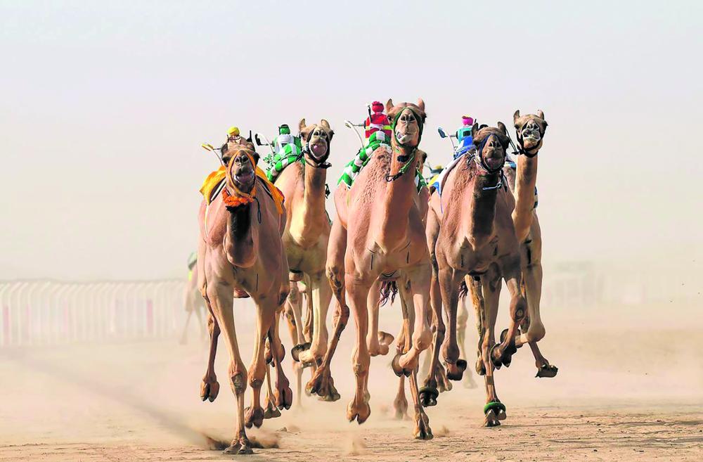 مهرجان الهجن يفجر الإبداعات