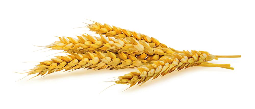 «الحبوب» تطرح مناقصة لاستيراد 475 ألف طن قمح