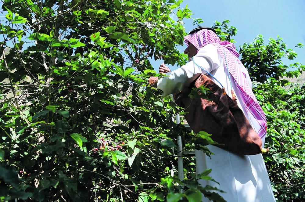 «أشجار البن» ومزارعو الدائر .. قصة عشق لاتنتهي