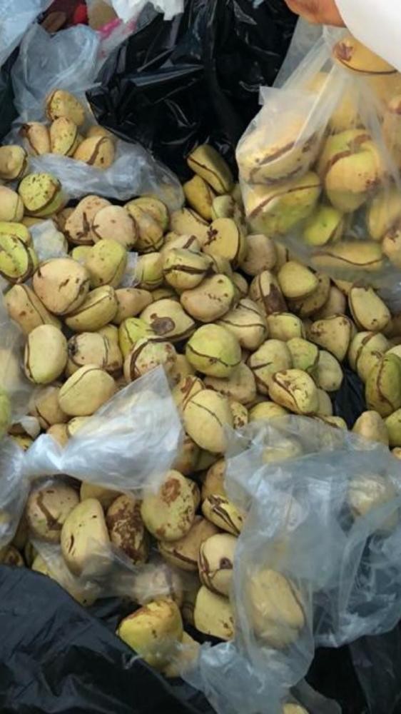  الخبر.. ضبط 7 آلاف حبة من «القيرو» 