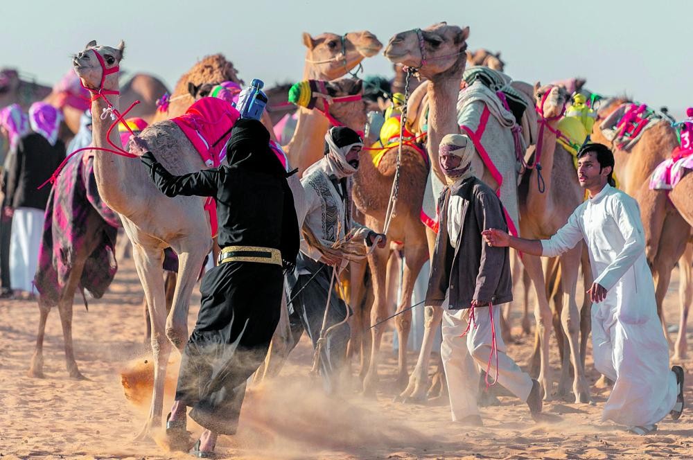 سفينة الصحراء تتألق بالرمال الذهبية