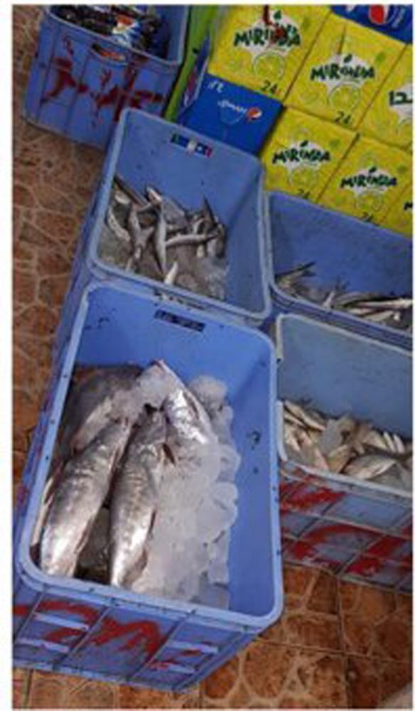 ضبط 150 كيلو مواد غذائية فاسدة بالدمام