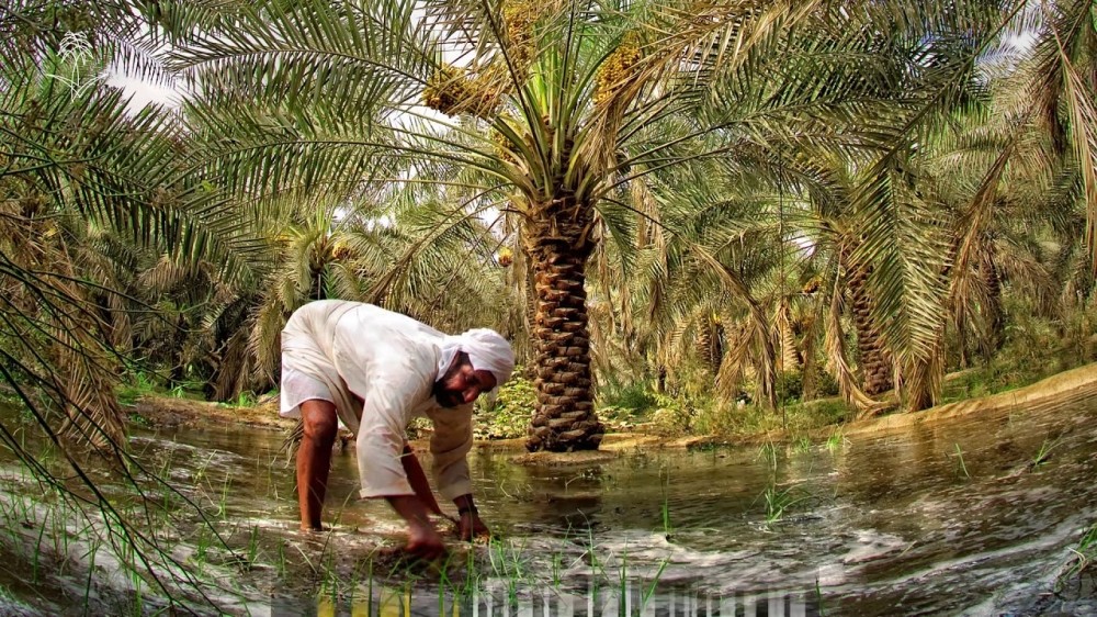 الأحساء.. حضارة عريقة منذ 5 آلاف سنة قبل الميلاد