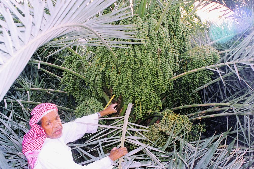 «البيئة» تدعم مزارعي النخيل وتحل مشاكلهم