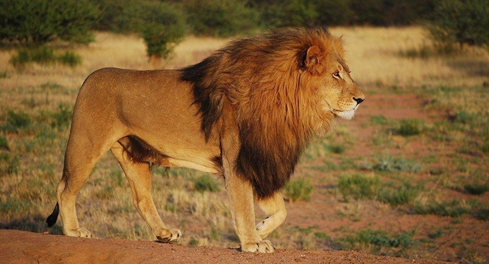 أسد يفترس عاملة في مركز للحياة البرية بأمريكا