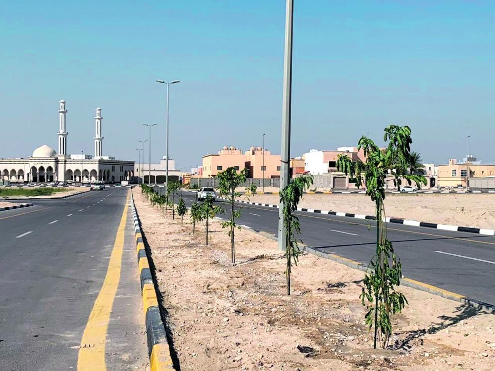 300 شجرة تزين حي البحيرة بالخبر