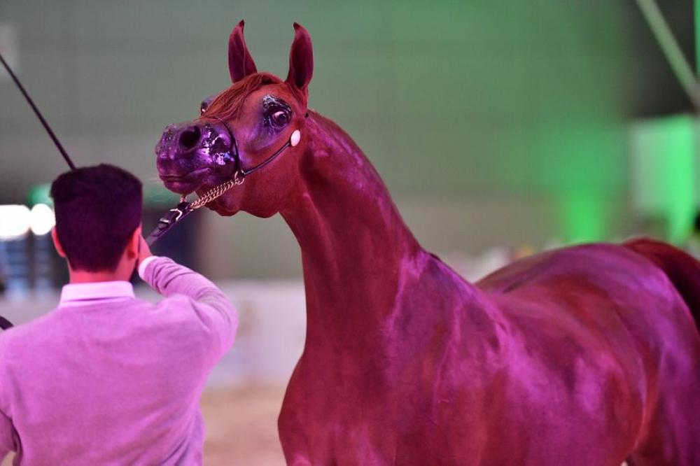 اختتام بطولة الرياض لجمال الخيل.. اليوم