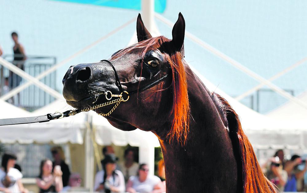 عمان تستضيف «جمال» الخيل العربية