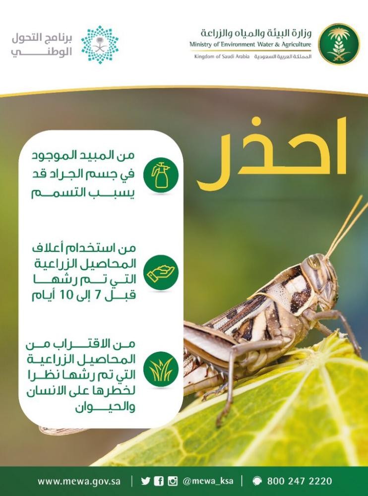 لماذا تحذر وزارة البيئة من تناول الجراد؟