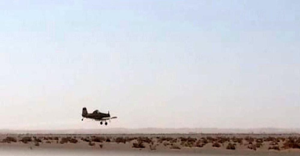 «البيئة» تواصل مكافحة الجراد فى السليل والافلاج