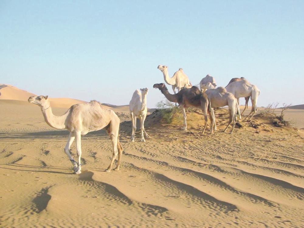 ترك له الحبل على الغارب