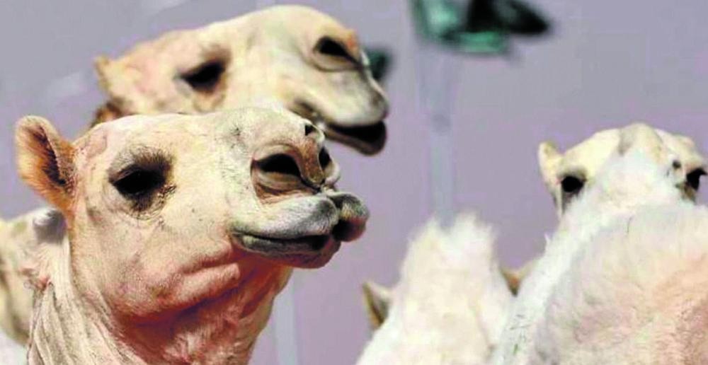 3 جهات لضبط عبث «تجميل الإبل»