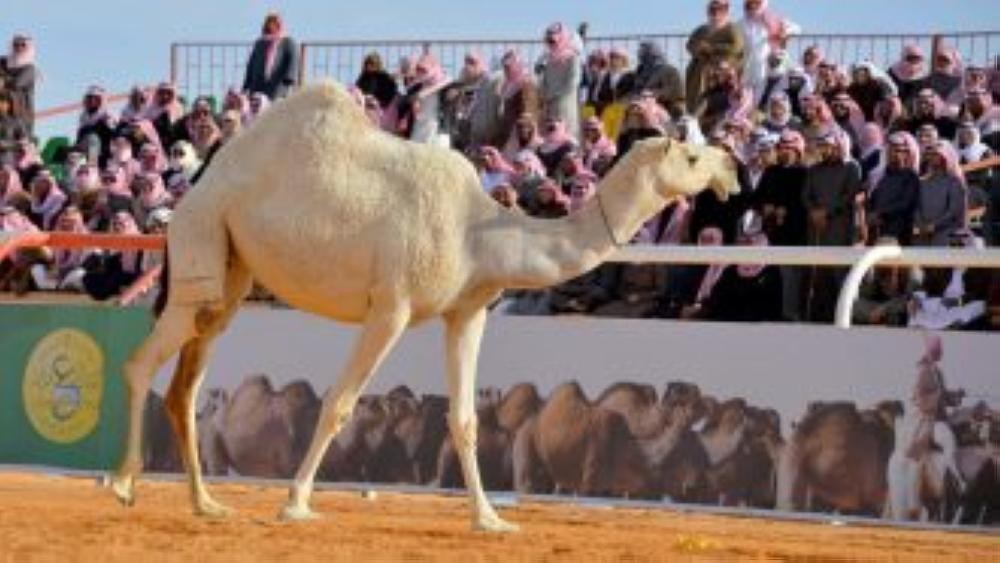 مواعيد التسجيل في سباقات الهجن بمهرجان المؤسس