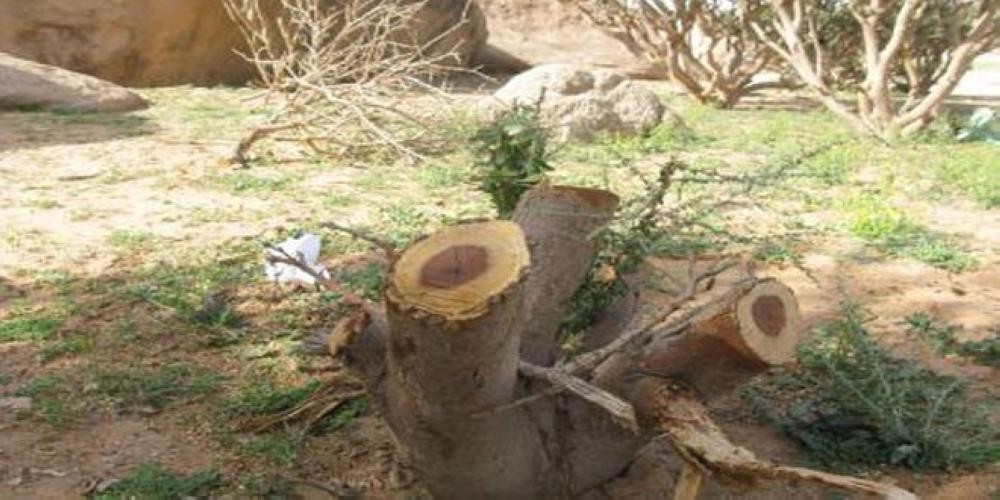 36 بلاغ 'احتطاب جائر' في 8 مناطق