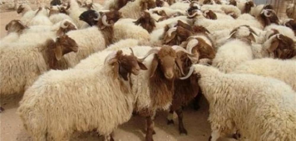 إعلان موعد بدء مهام عوامل جباية زكاة الأنعام