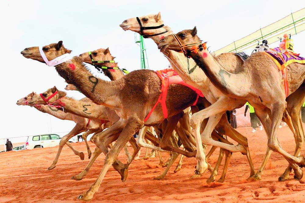 «الحقايق» تتنافس بمهرجان الملك عبدالعزيز للإبل